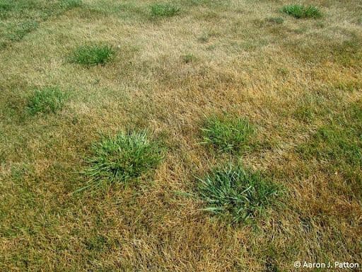 TALL FESCUE - Resource Image