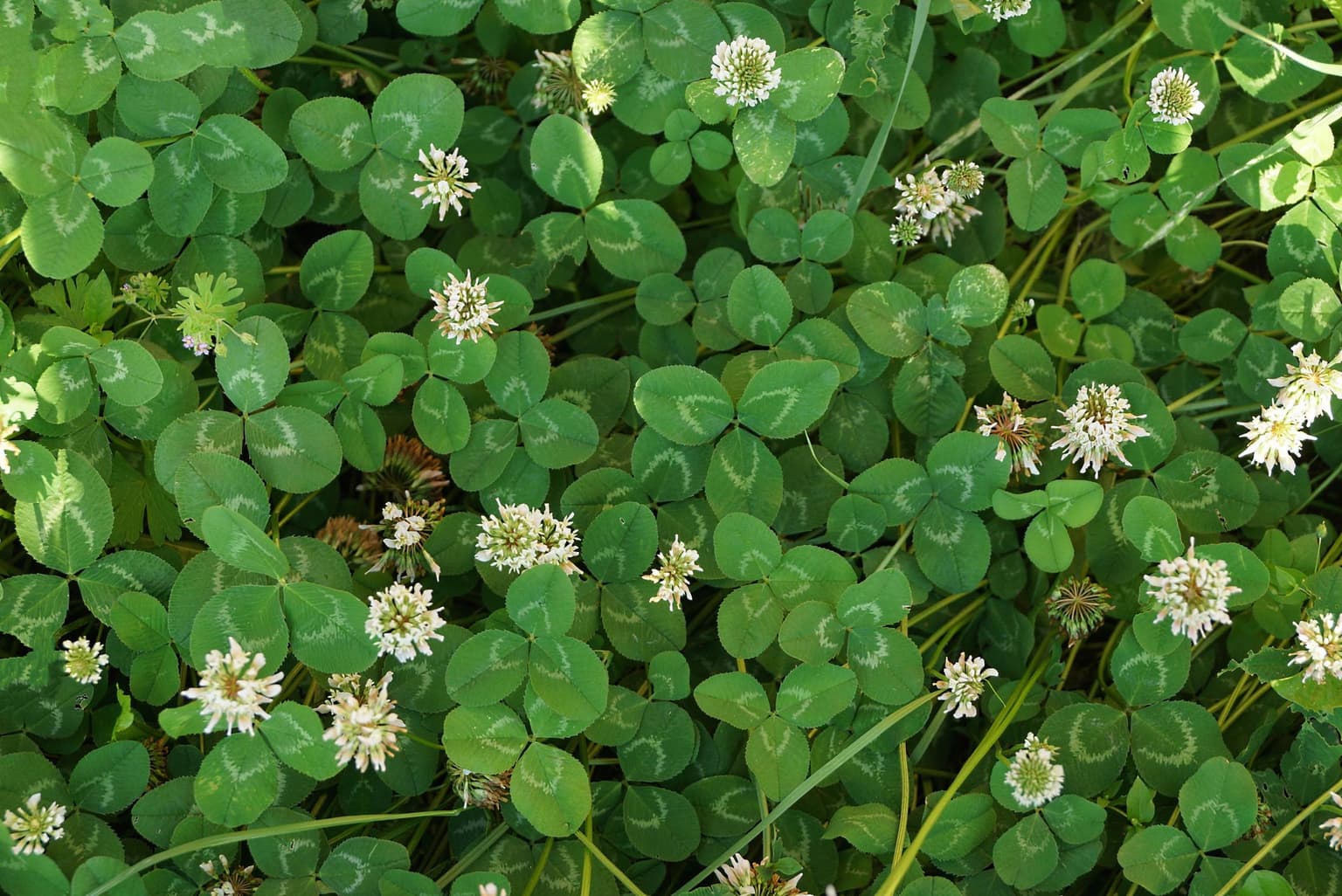 Clover 101 in Wichita, KS