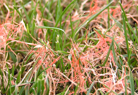 RED THREAD - Resource Image