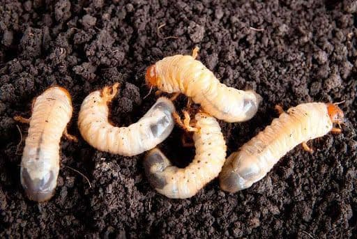 WHITE GRUBS - Resource Image