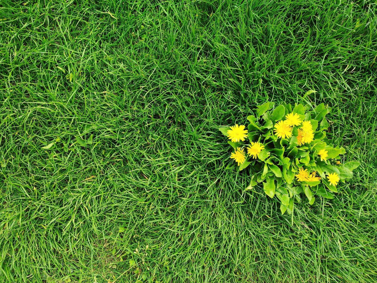 Spring Weeds Here in Kansas and Missouri