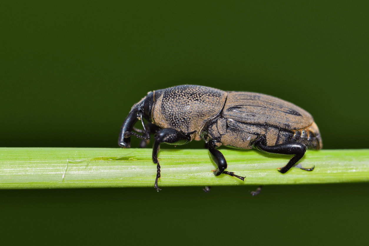BLUEGRASS BILLBUGS - Resource Image