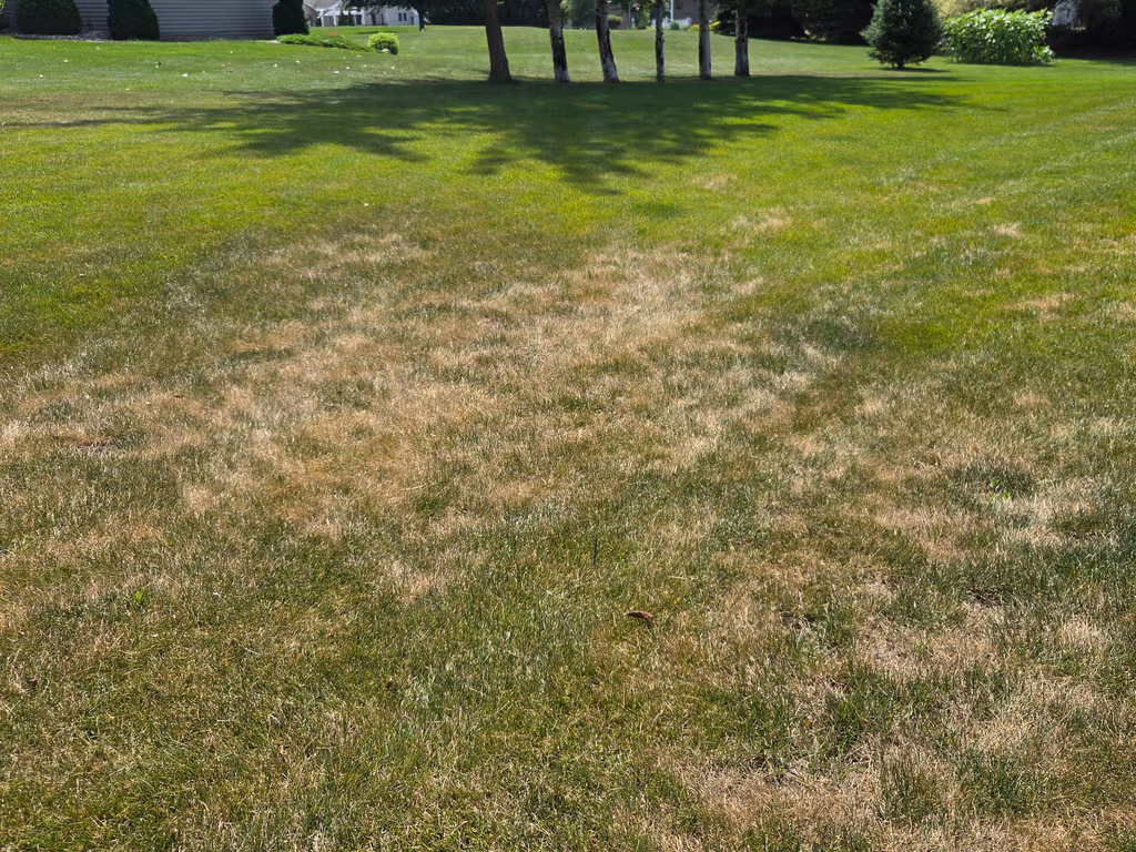 Even the Brown Spots Have Brown Spots