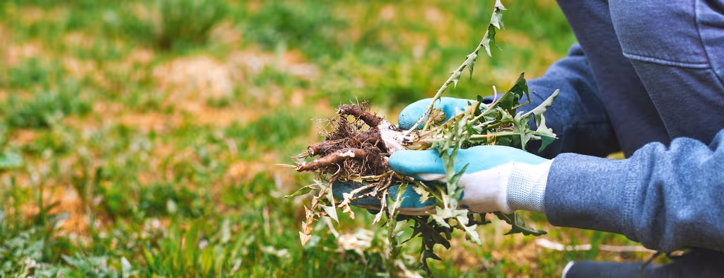 Does Hand-Pulling Dandelions Really Work?