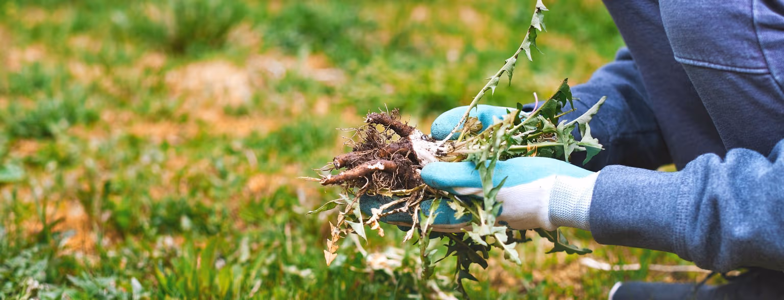 Does Hand-Pulling Dandelions Really Work?
