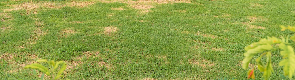 Why is My Grass Yellow and Thin?