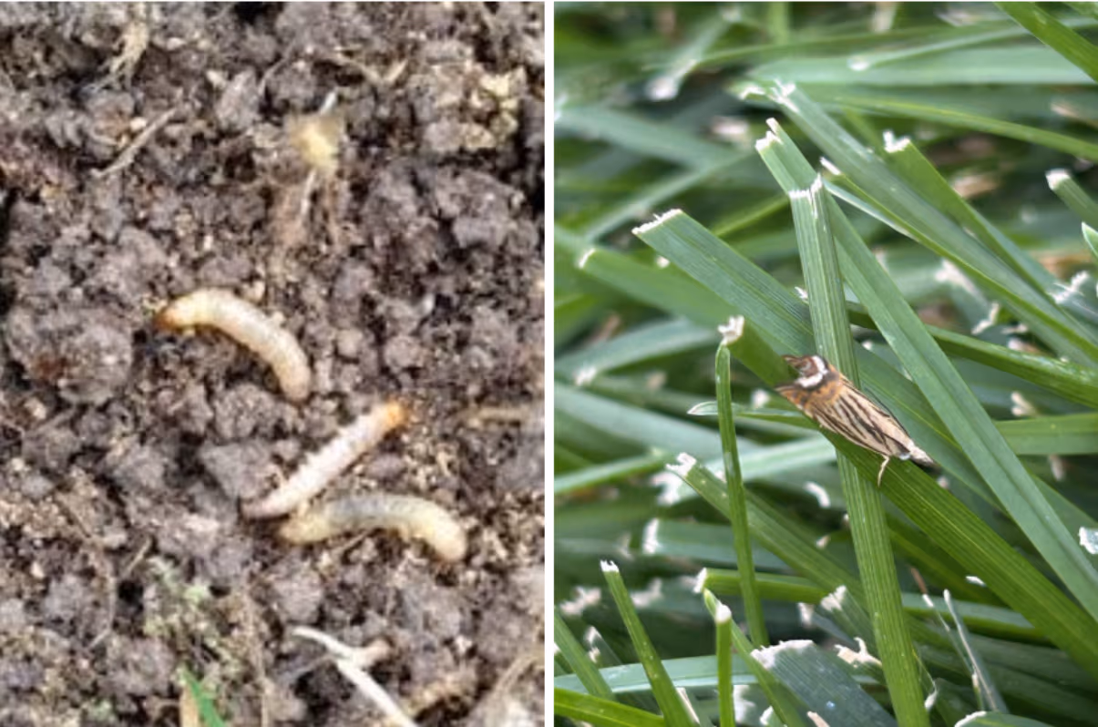 Is Your Lawn Damage From Drought, Grubs, or Cranberry Girdlers?