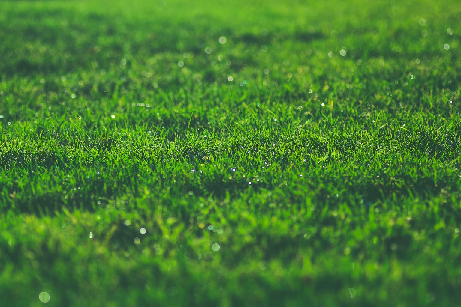 How Healthy Grass Prevents Erosion