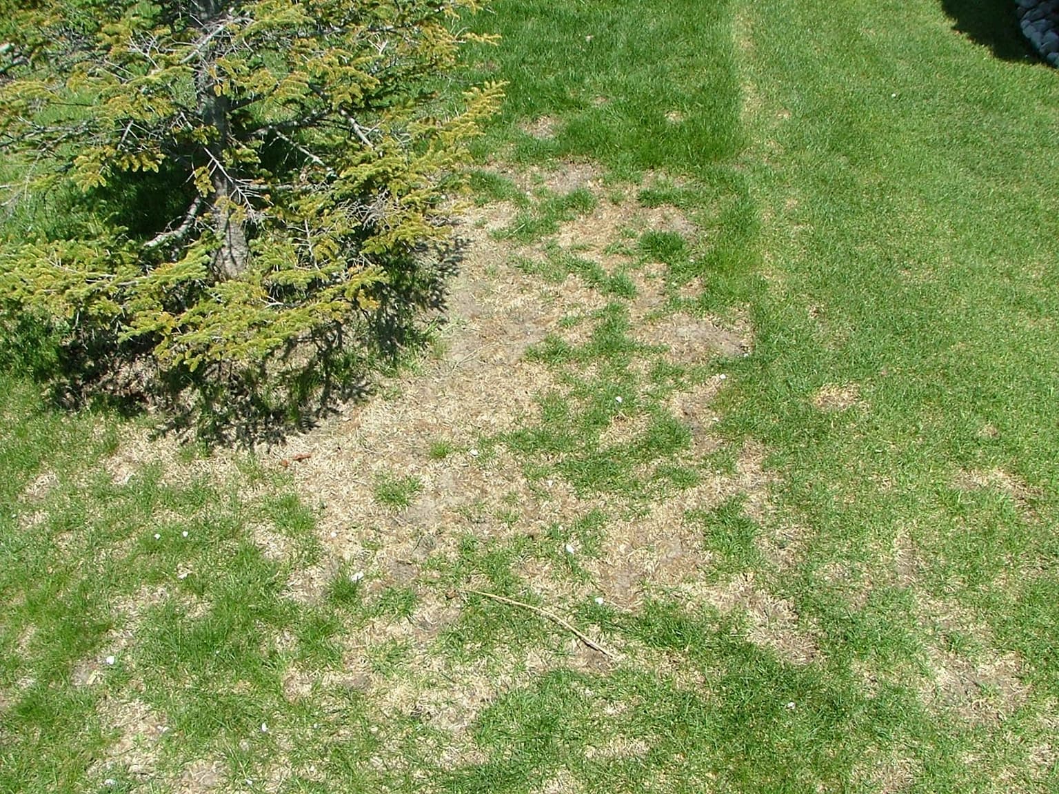Chinch Bugs in Nova Scotia