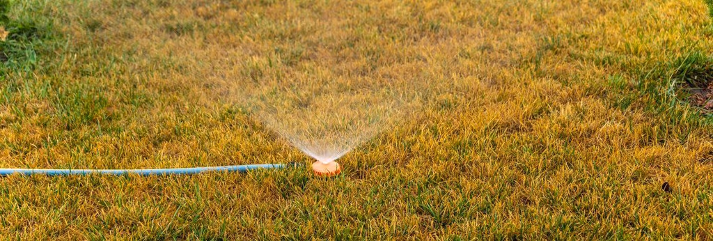 Is July Too Late to Start Taking Lawn Care Seriously?