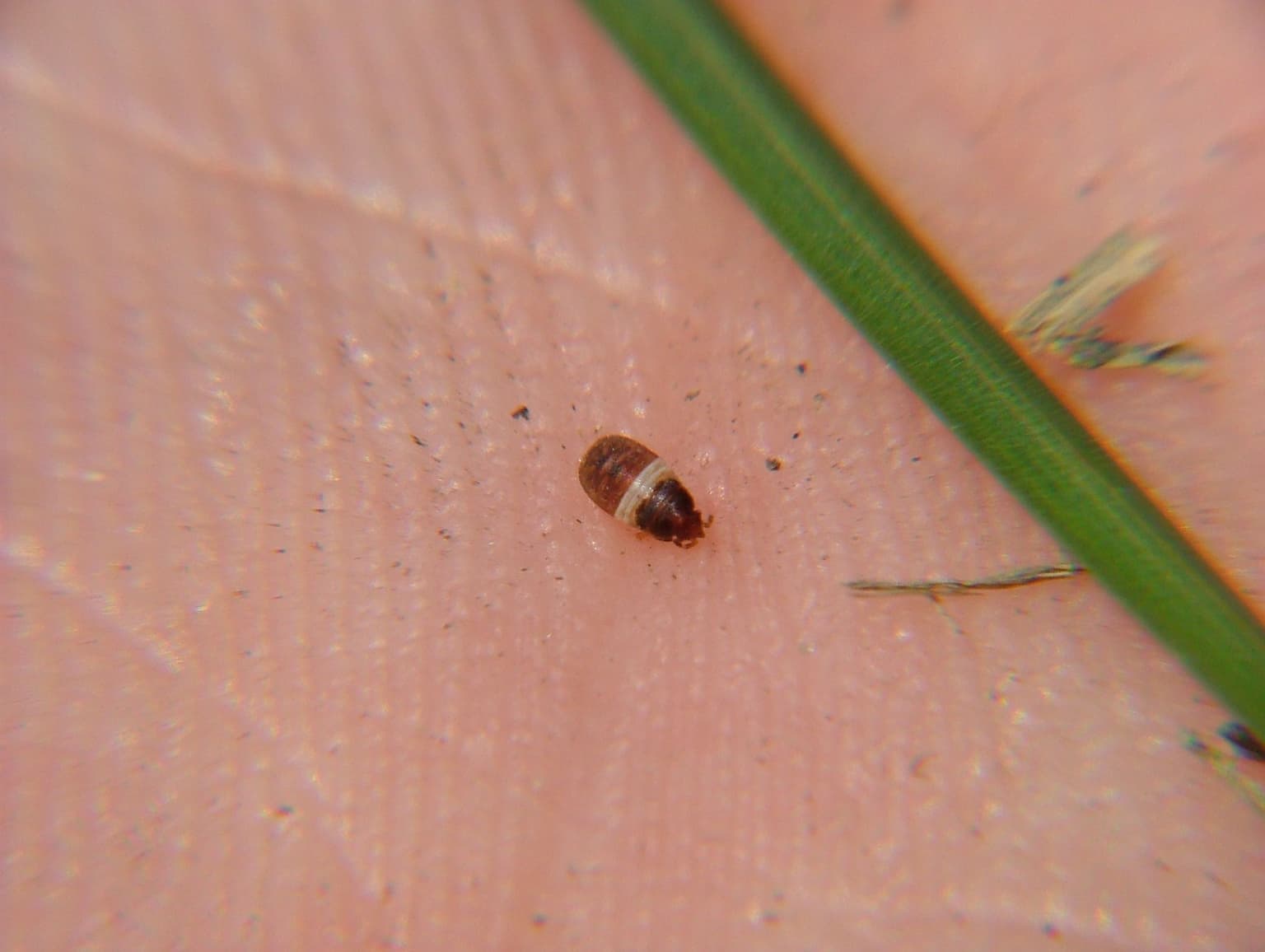 Chinch Bugs in the Maritimes