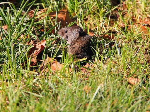 Helping Your Midwest Lawn Recover from Winter Dormancy