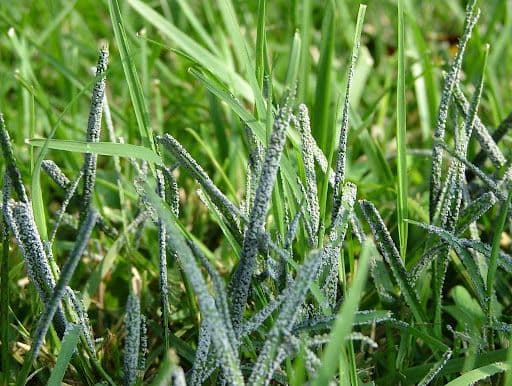 SLIME MOULD - Resource Image