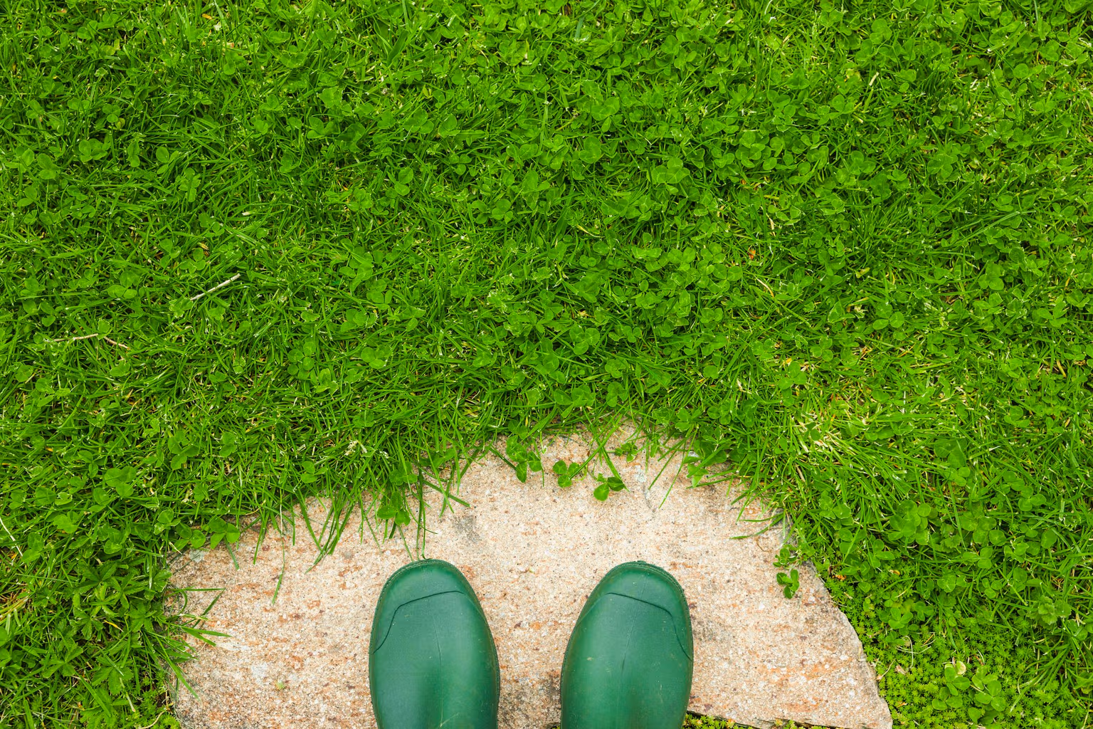 What’s the Deal with Clover Lawns?
