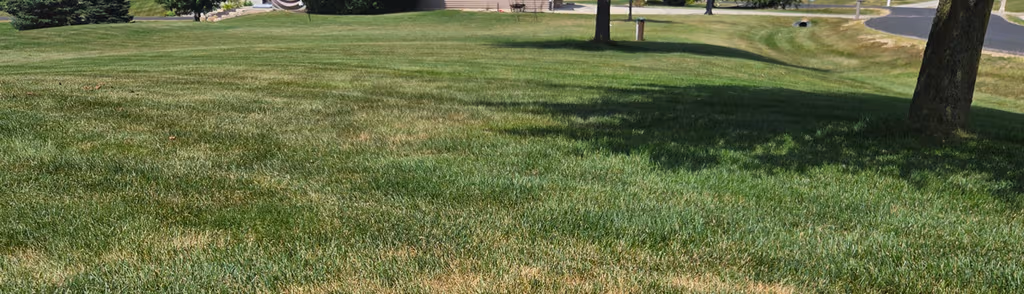 This Is Why Your Lawn Turns Brown in Summer (And How to Keep It Green)