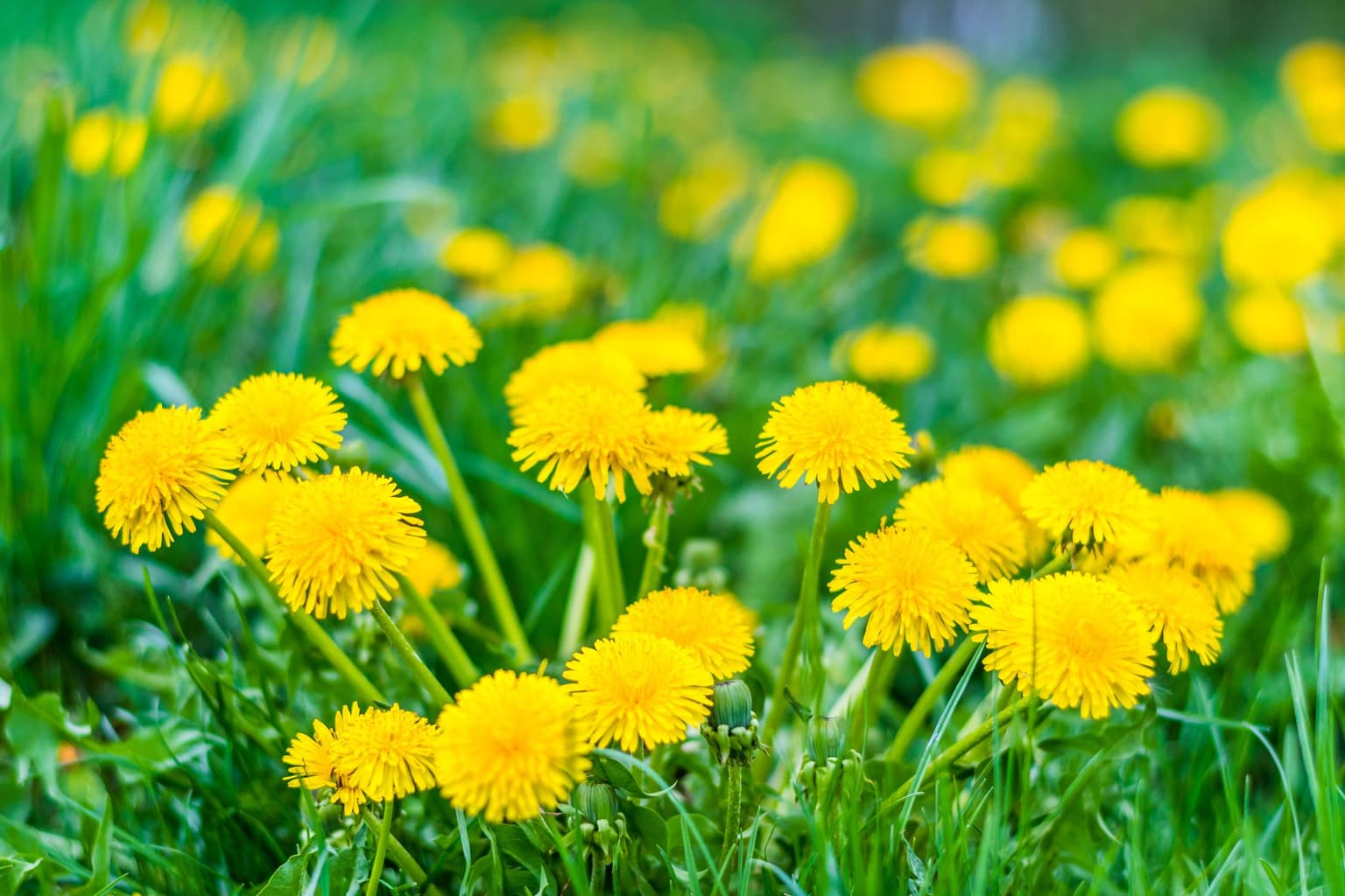 Dandelions 101 in Wichita, KS