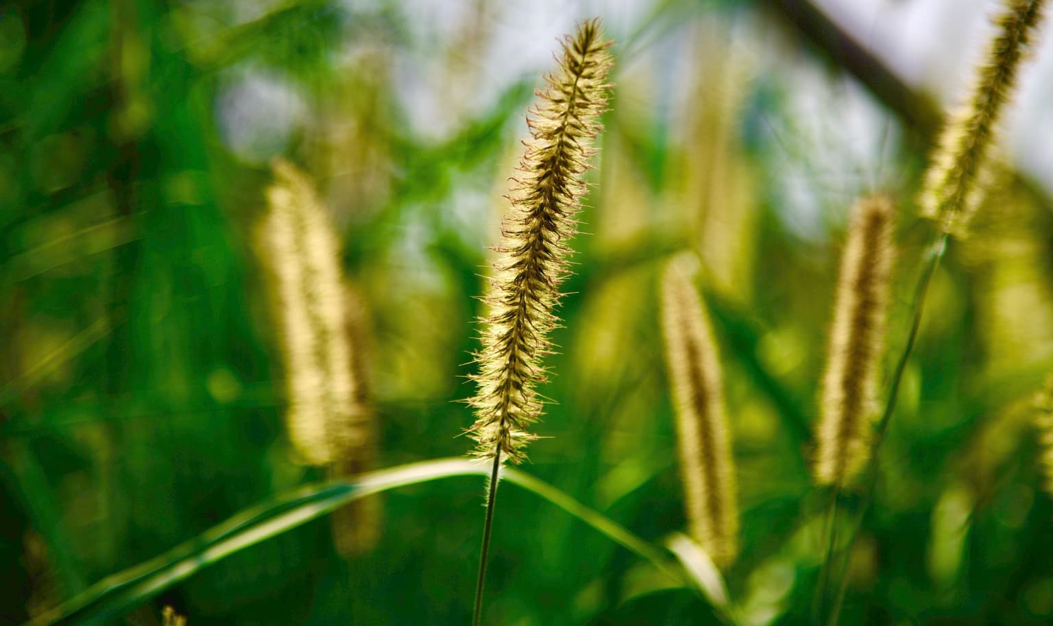 Foxtail 101 in Wichita, KS
