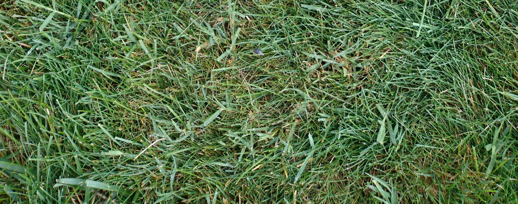 It's Playoff Season for Southern Lawns: What Your Grass Needs This Fall