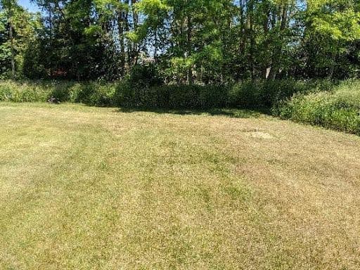 WHAT DOES DROUGHT STRESS ON MY LAWN REALLY LOOK LIKE? - Resource Image