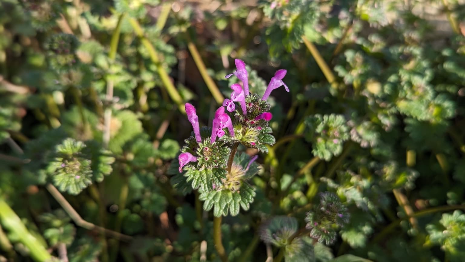 Henbit 101 in Wichita, KS