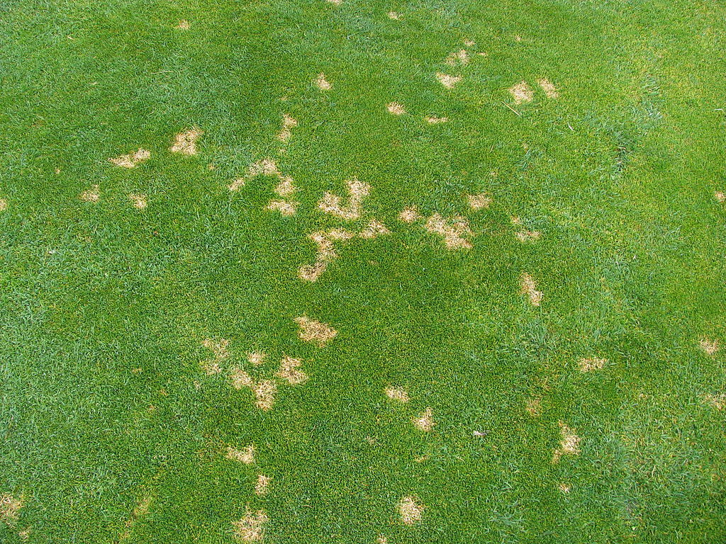 BROWN PATCH - Resource Image