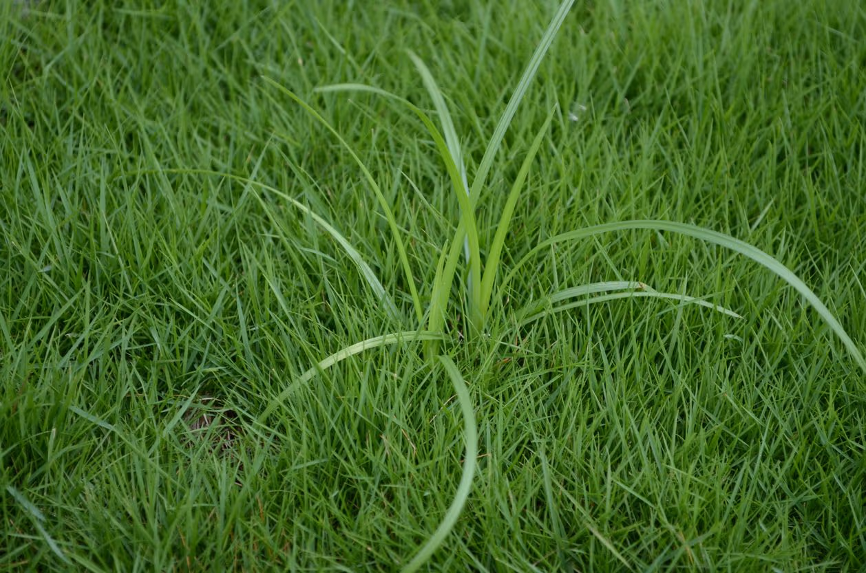 What Is a Sedge?