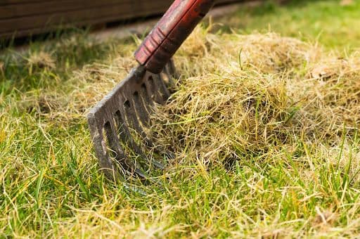 Nurturing Your Cincinnati Lawn Back to Life