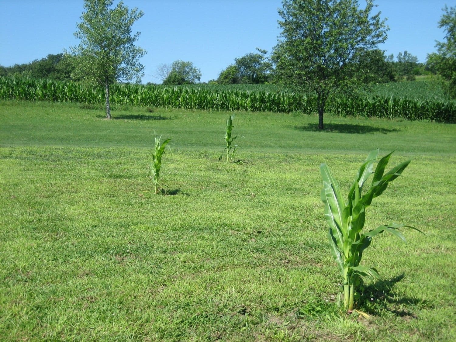 Evapotranspiration | Turf Talk With Dr. Brad