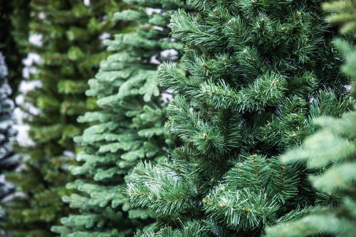 Real or Artificial Christmas Tree?