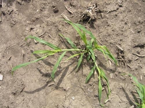 WILD PROSO MILLET - Resource Image