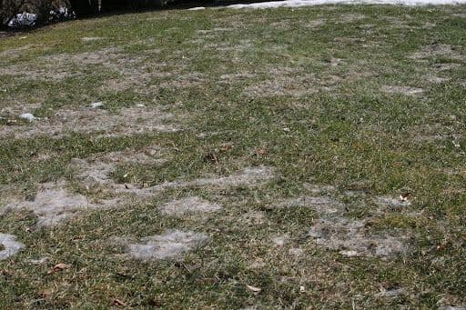 Identifying, Preventing, and Treating Snow Mould in Your Spring Lawn