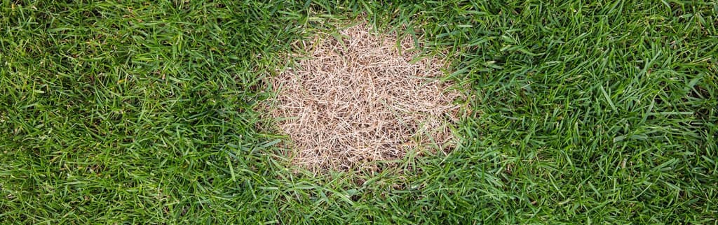 Why the Stubborn Yellow, Dead, or Bare Spots in Your Lawn Won’t Go Away