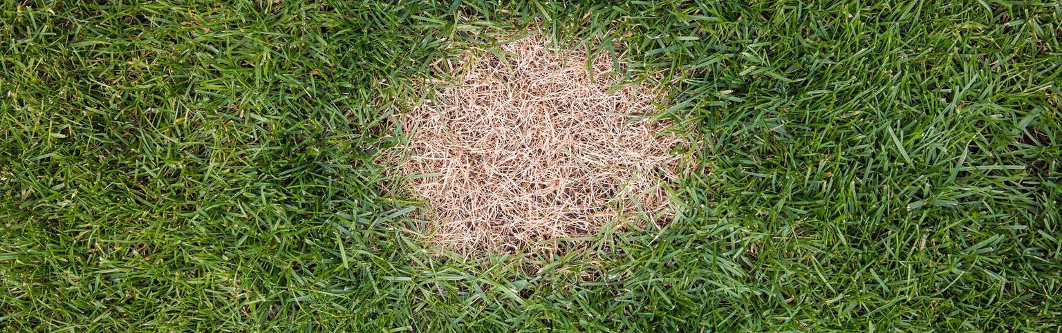 Why the Stubborn Yellow, Dead, or Bare Spots in Your Lawn Won’t Go Away