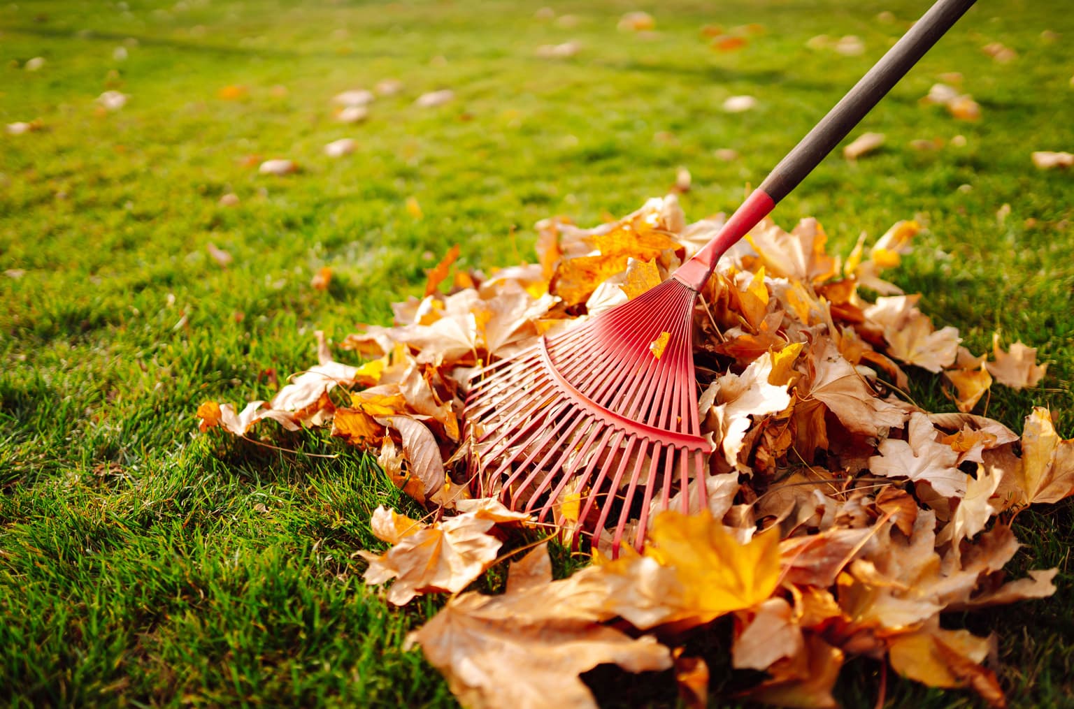Raking VS. Mulching Fall Leaves