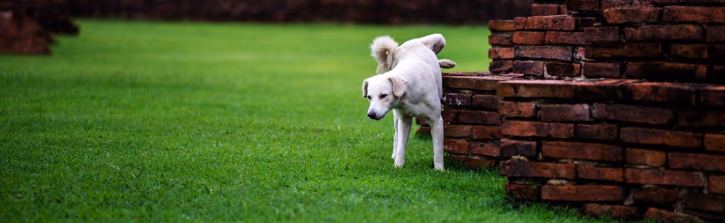 Is Your Dog Killing Your Lawn with Urine? Try This