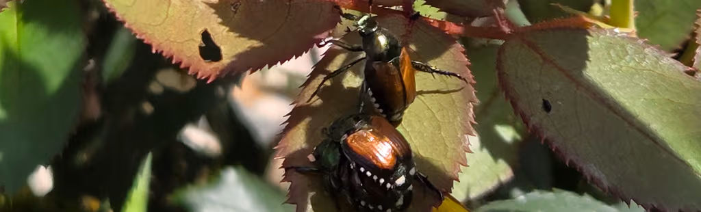 The Beetles are Coming!