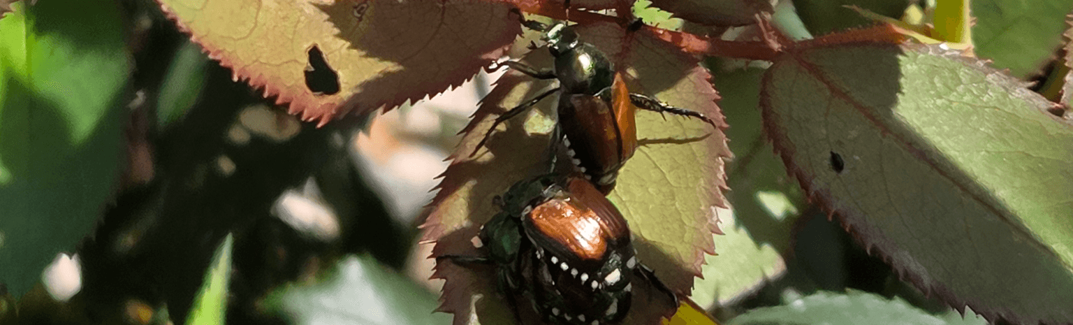 The Beetles are Coming!