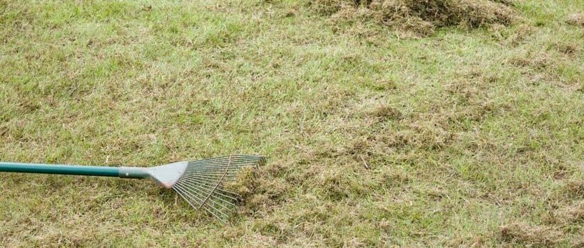 Preseason Playbook: Should You Dethatch or Aerate Your Lawn?