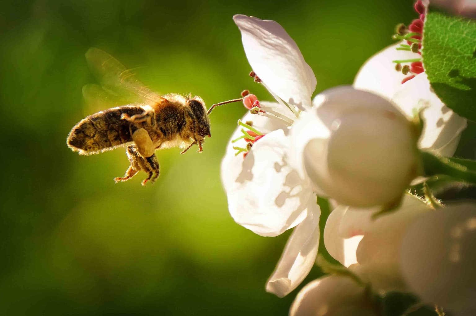 Une pelouse et des aménagements diversifiés pour nourrir les pollinisateurs