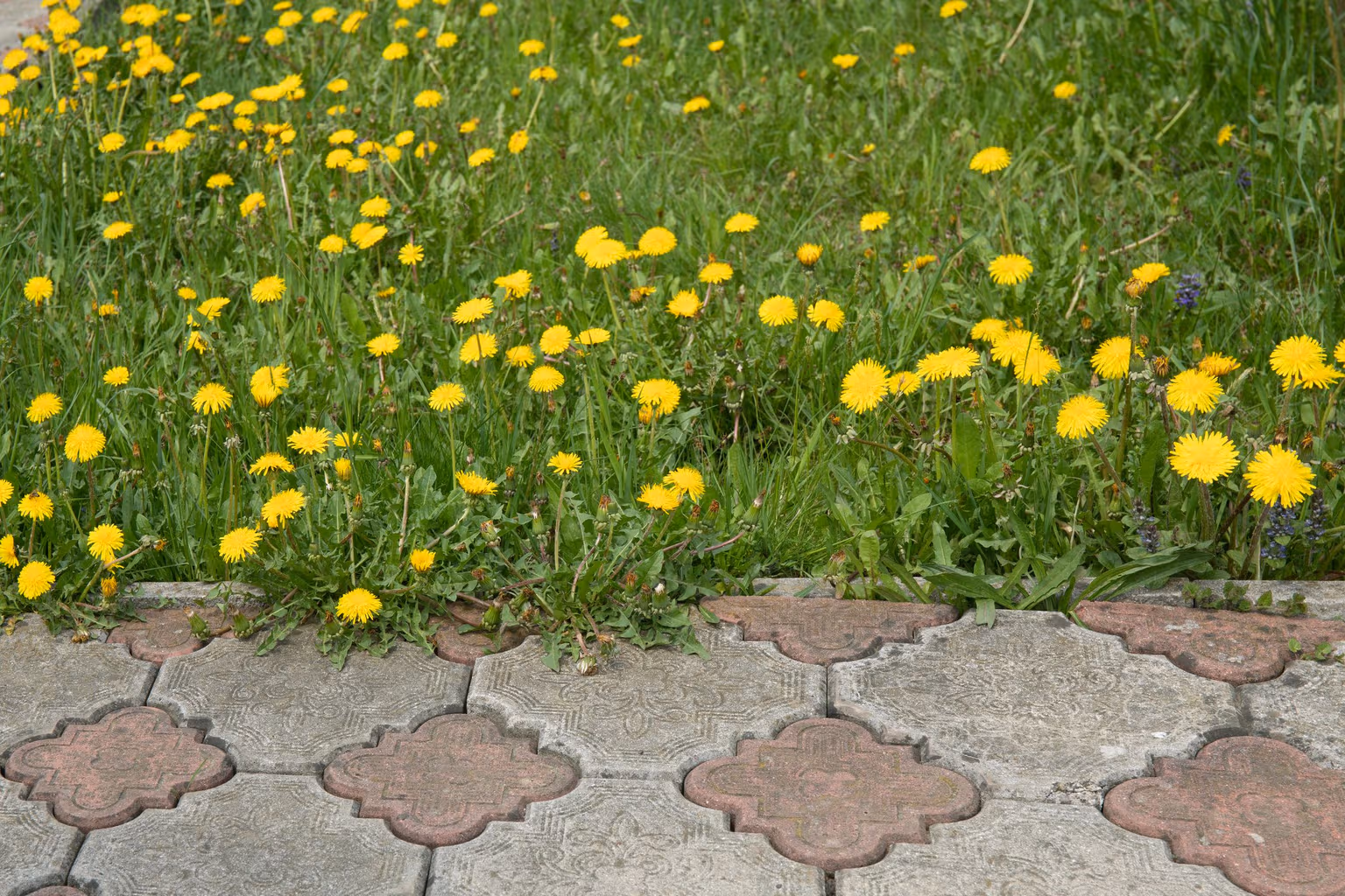 They’re Baaack: How to Get Rid of Dandelions for Good This Year
