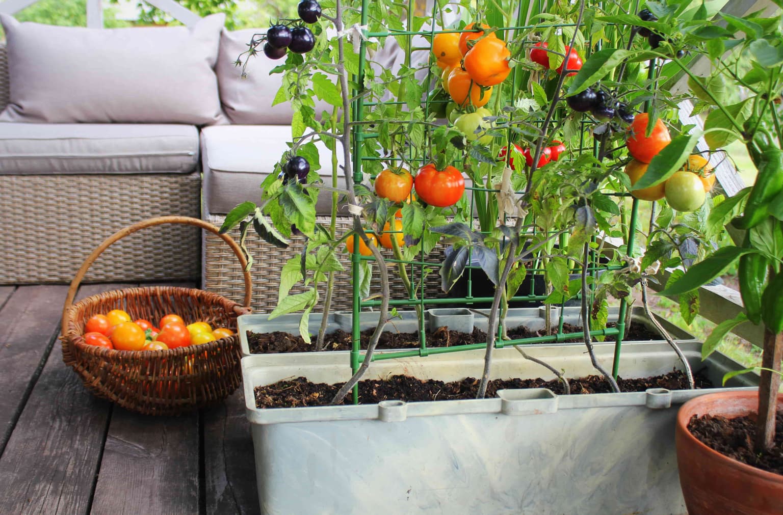 Fruits and Veggies to Grow in Your Backyard