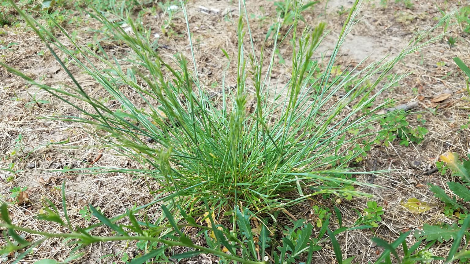 The Most Common Mississippi Weeds, Lawn Diseases & Pests