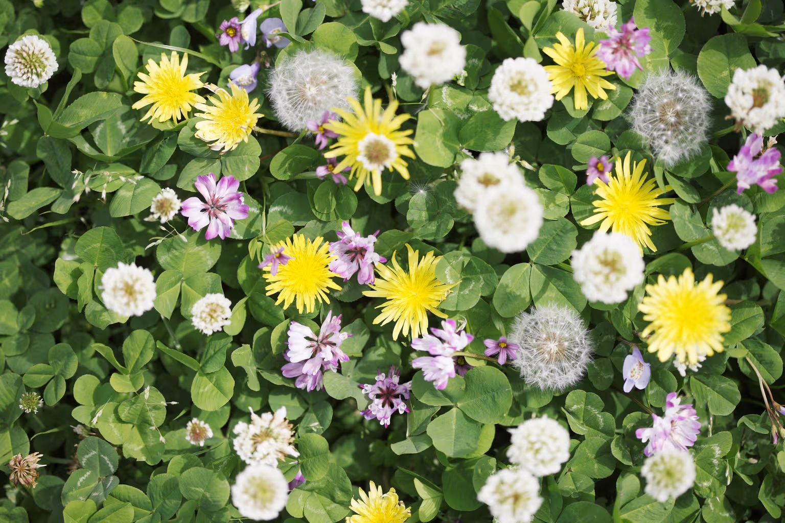 What Is a Broadleaf Weed?