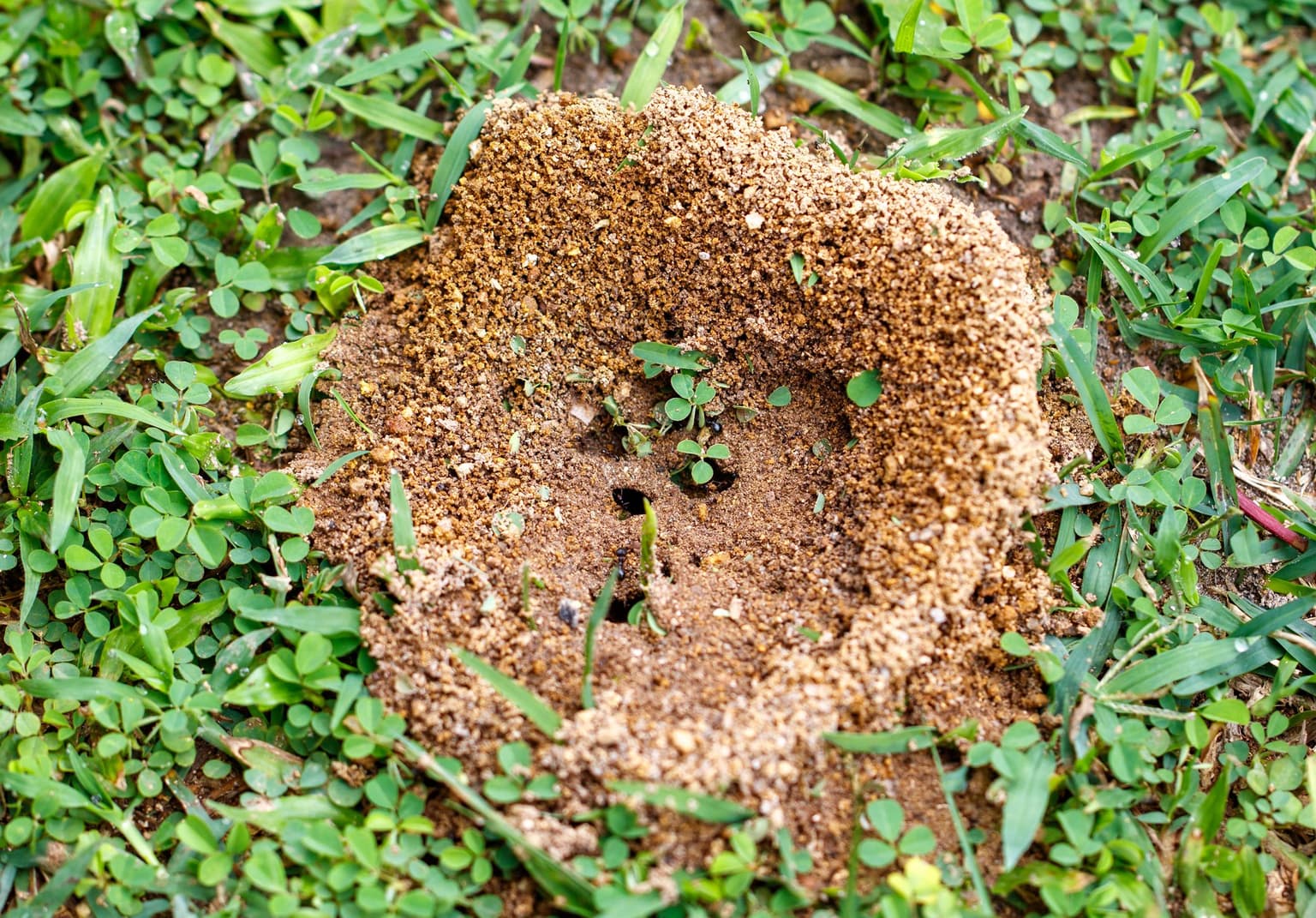 FIRE ANTS - Resource Image