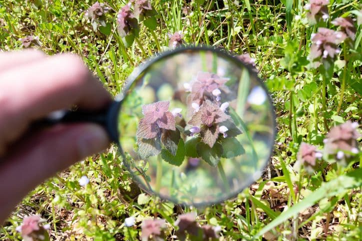 Winter Weeds in Your Lawn