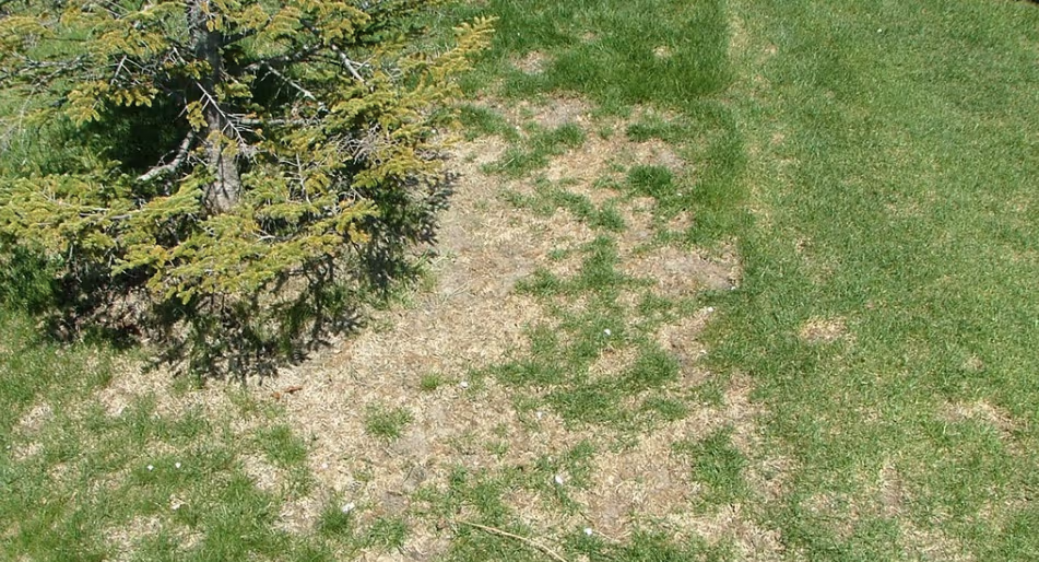 WHAT ARE CHINCH BUGS - Resource Image