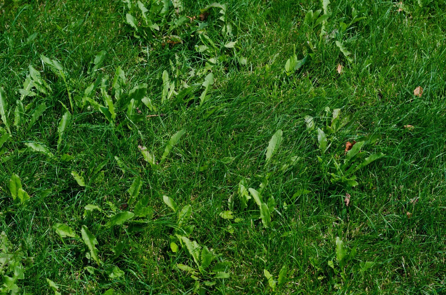 This Weed Control Combination Is the Key to a Weed-Free Lawn