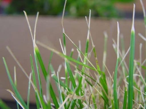 LEAF BLIGHT - Resource Image