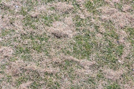 Reviving Your Nashville Lawn