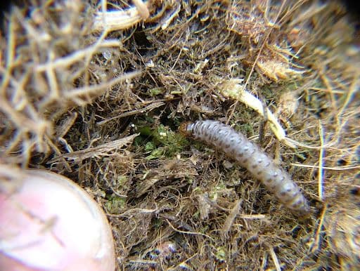 SOD WEBWORMS - Resource Image